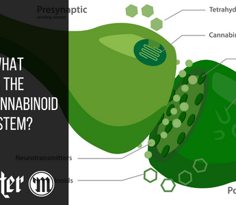 What Is The Endocannabinoid System In The Body