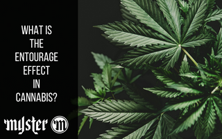 What Is The Entourage Effect In Cannabis?