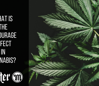 What Is The Entourage Effect In Cannabis?